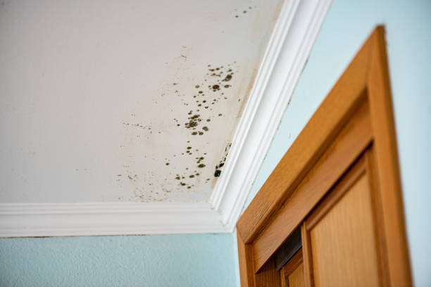 Best Same-Day Mold Removal  in Mariposa, CA