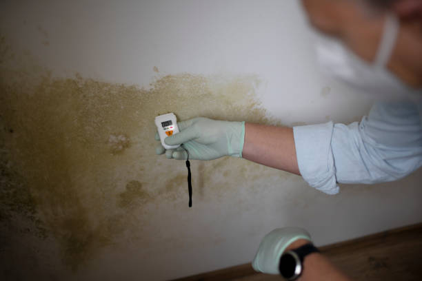 Mold Removal Process in Mariposa, CA