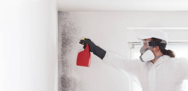 Best Commercial Mold Removal  in Mariposa, CA