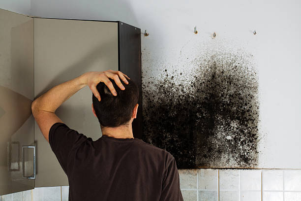Best Mold Remediation Services  in Mariposa, CA