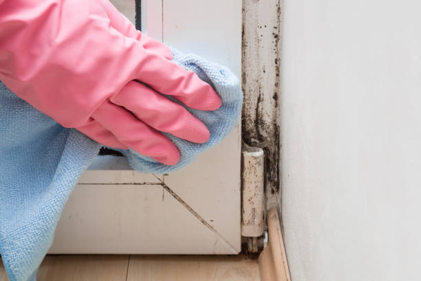 Best Residential Mold Removal  in Mariposa, CA
