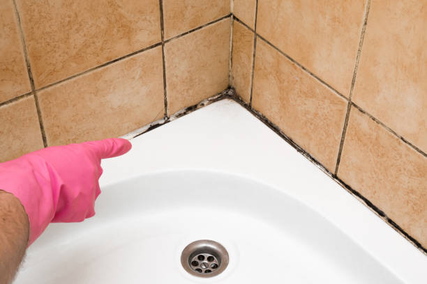 Best Local Mold Removal Service  in Mariposa, CA
